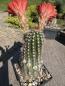 Preview: Echinocereus huitcholensis